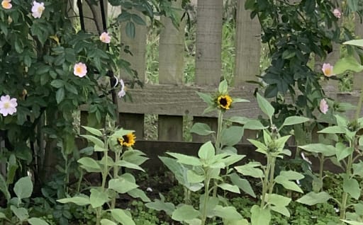 Sunny sunflowers