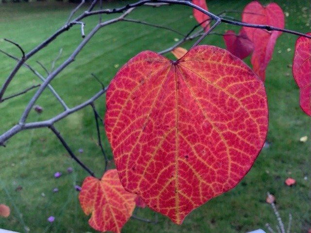 Autumn Leaf