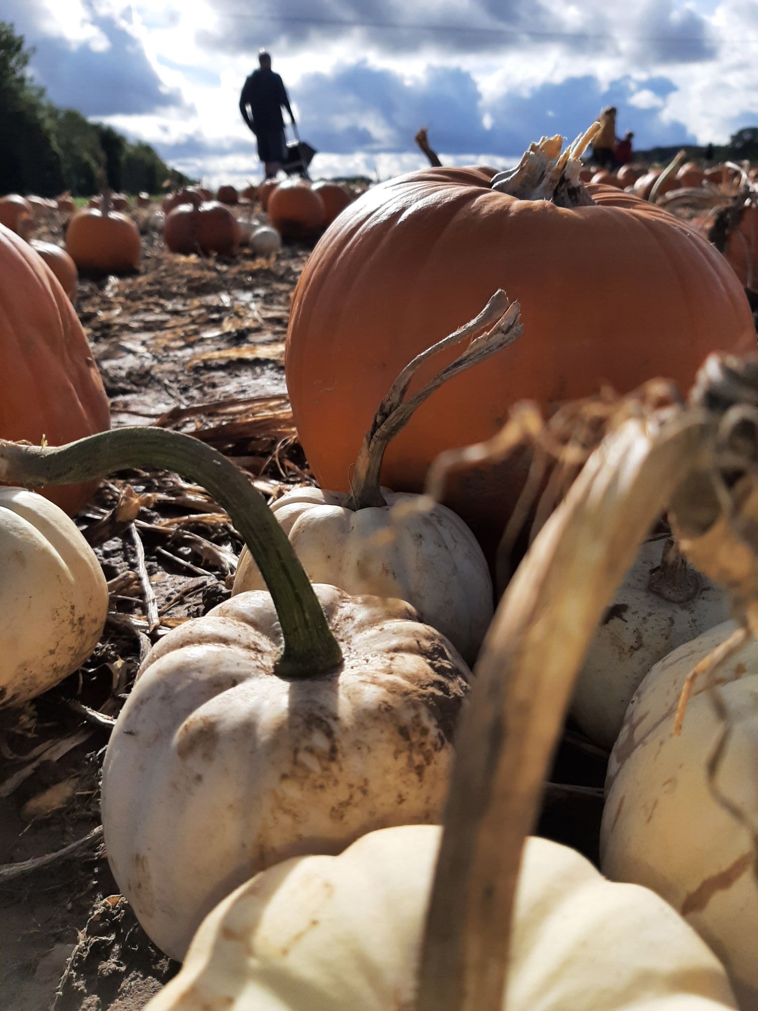 Pumpkin Patch