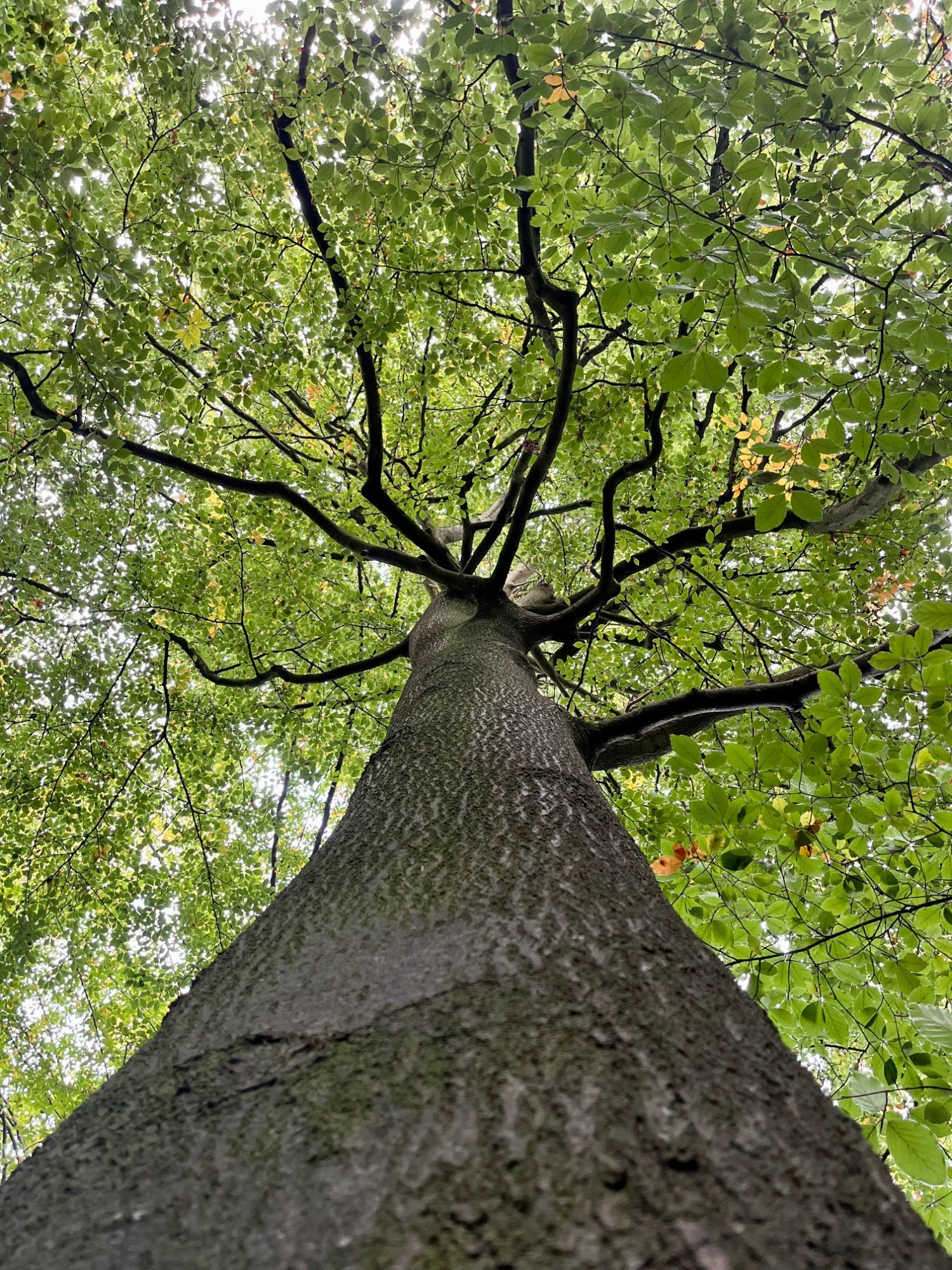 Green Tree