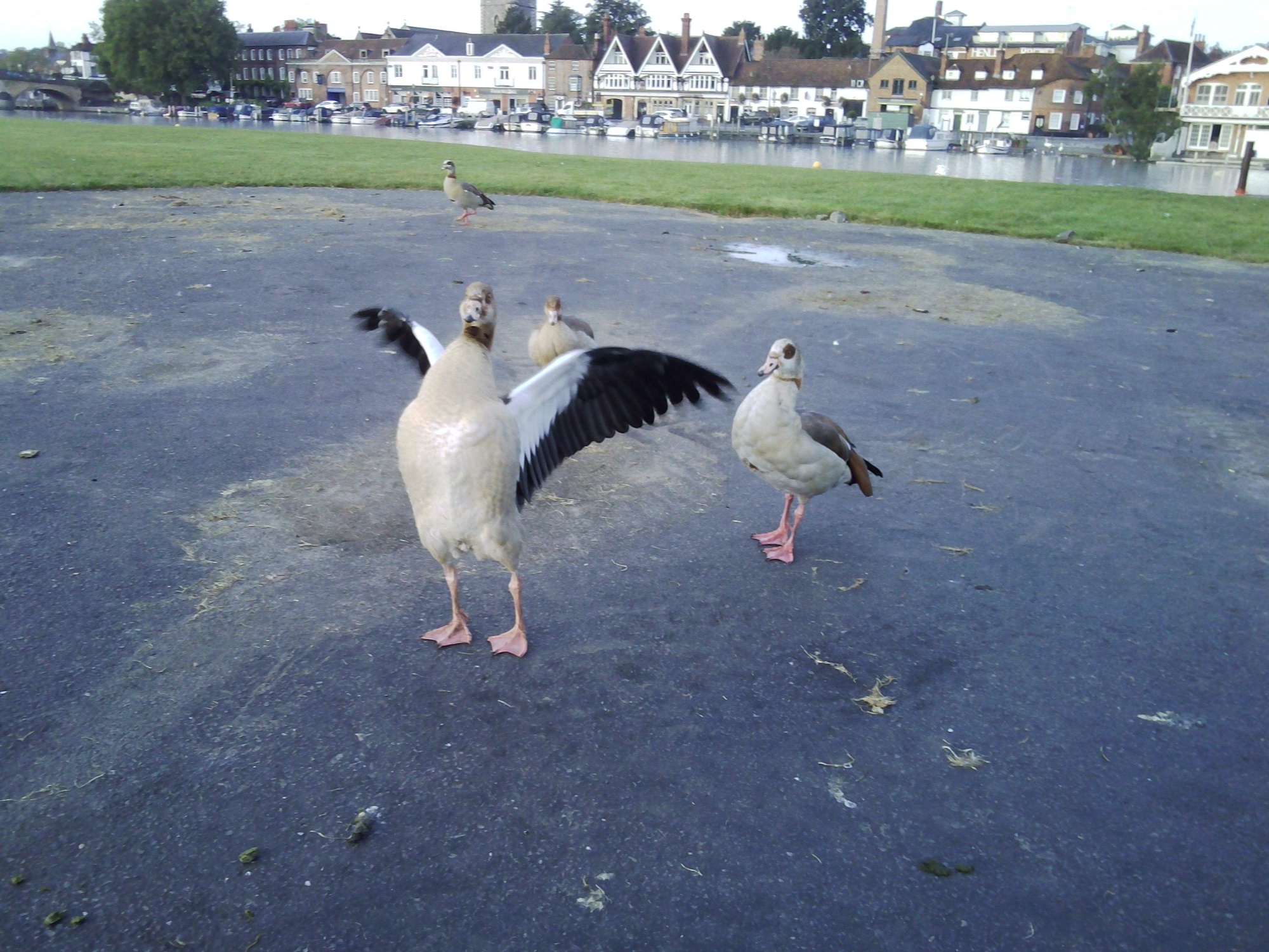 Autumn Ducks