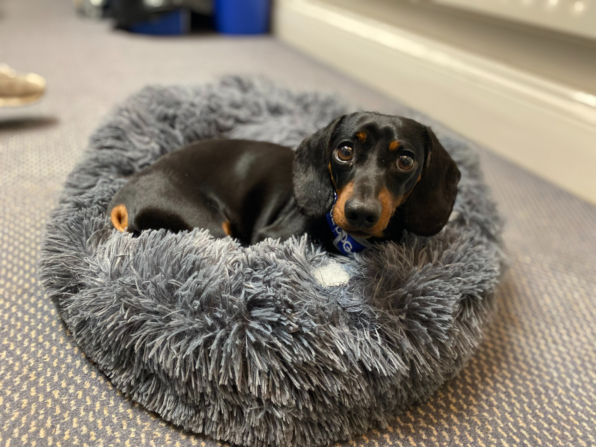 Quincy the therapy dog