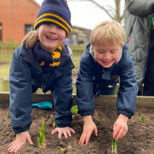 Planting daffodils